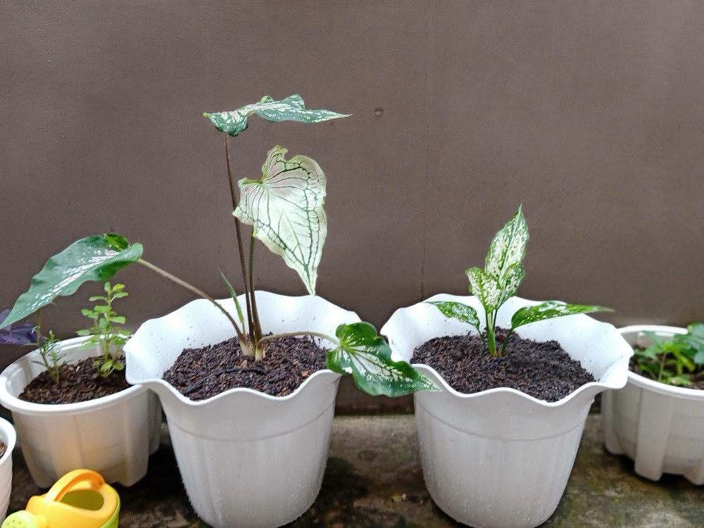 Jual Tanaman Aglonema Snowhite Dengan Harga Yang Pastinya Terjangkau Melayani Partai Maupun Ecer
