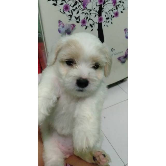 Anjing Maltese Shihtzu Shopee Indonesia