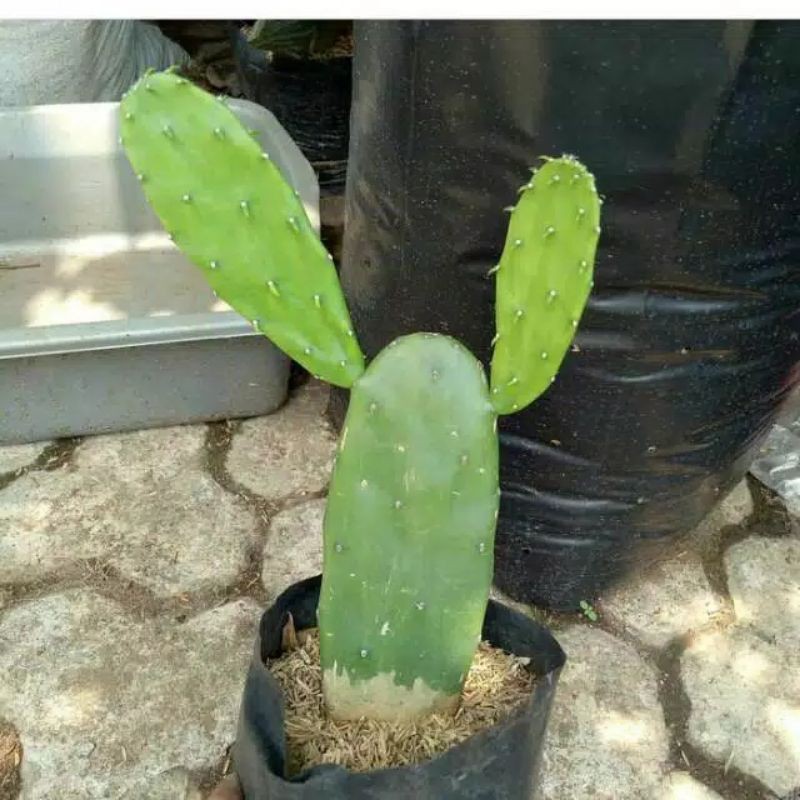 kaktus centong-tanaman hias kaktus centong