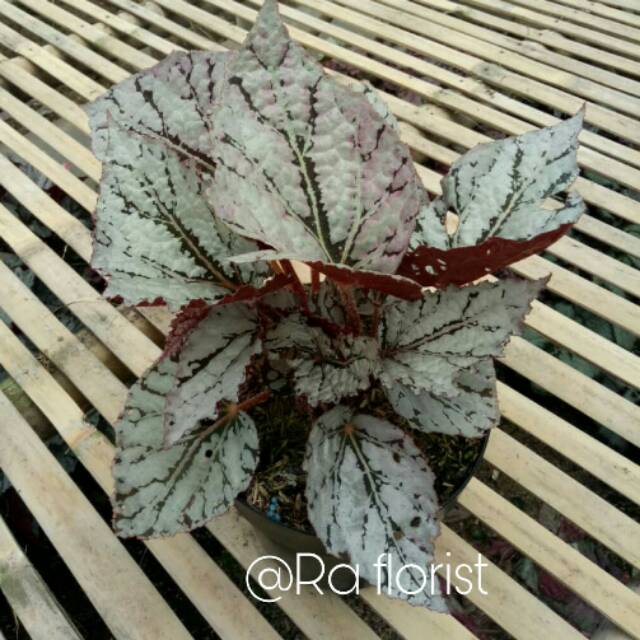 Begonia daun silver