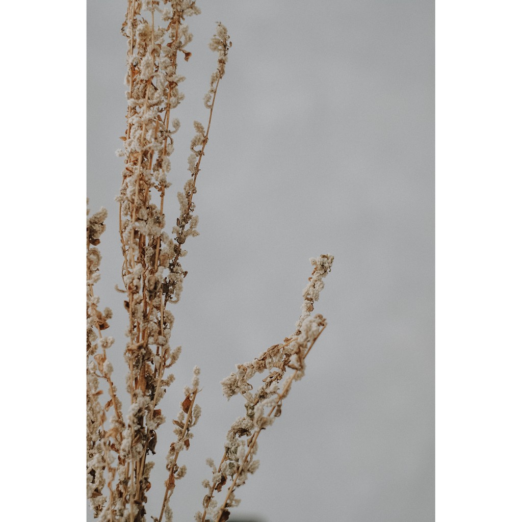 Dried Sakura JAWA/ DRIED PRESSED FLOWER / Dried Flower kering/ Bunga Kering