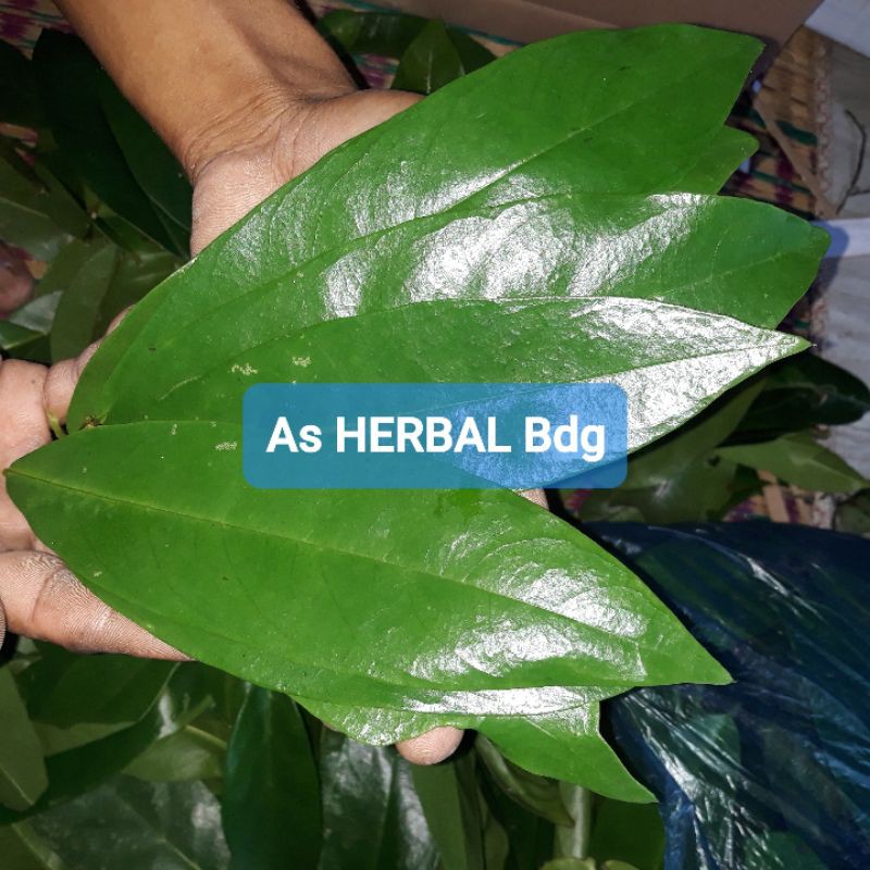

Paket 500 gram daun buni segar fresh petik langsung-az