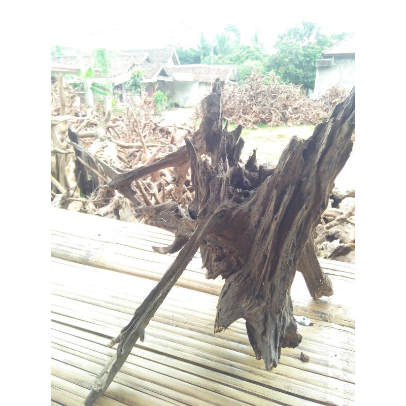 kayu rentek aquascape paludarium