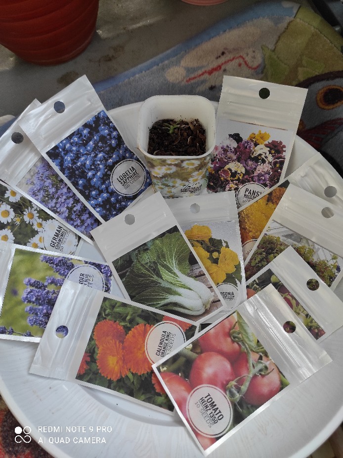 Lavender Hidcote Blue 10 Biji (benih Biji Bibit Tanaman Bunga)