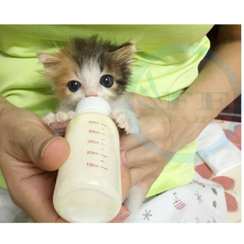 Botol Dot Kucing / Botol Susu Kucing Botol Susu Anjing 50ML Kitten Dot PREMIUM QUALTY