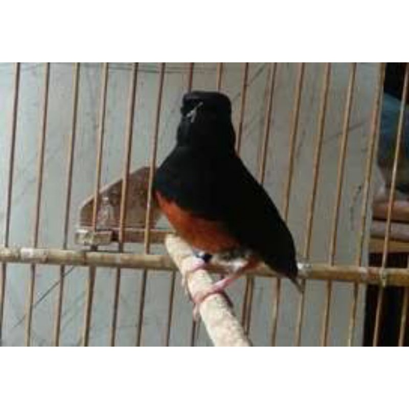 murai medan pastol atau lepas trotol, non gembung promo 11,11 harga murah cincai