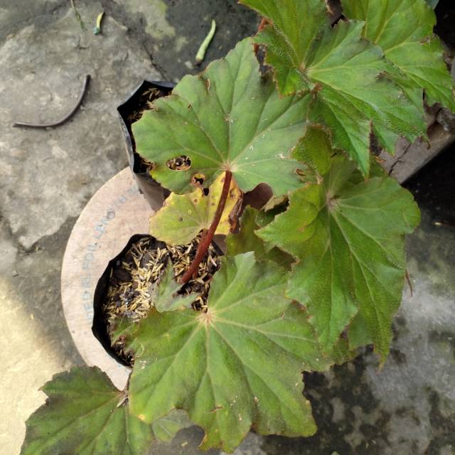 Begonia bintang bulu