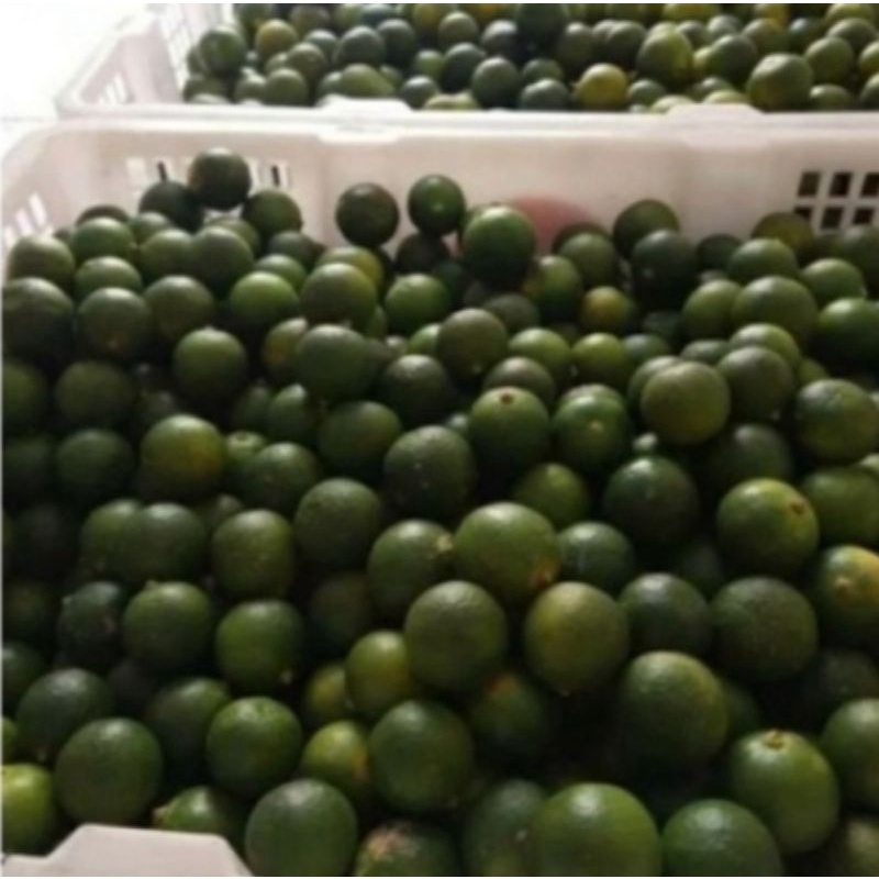 

jeruk kasturi lemon coi jeruk sonkit 1kg