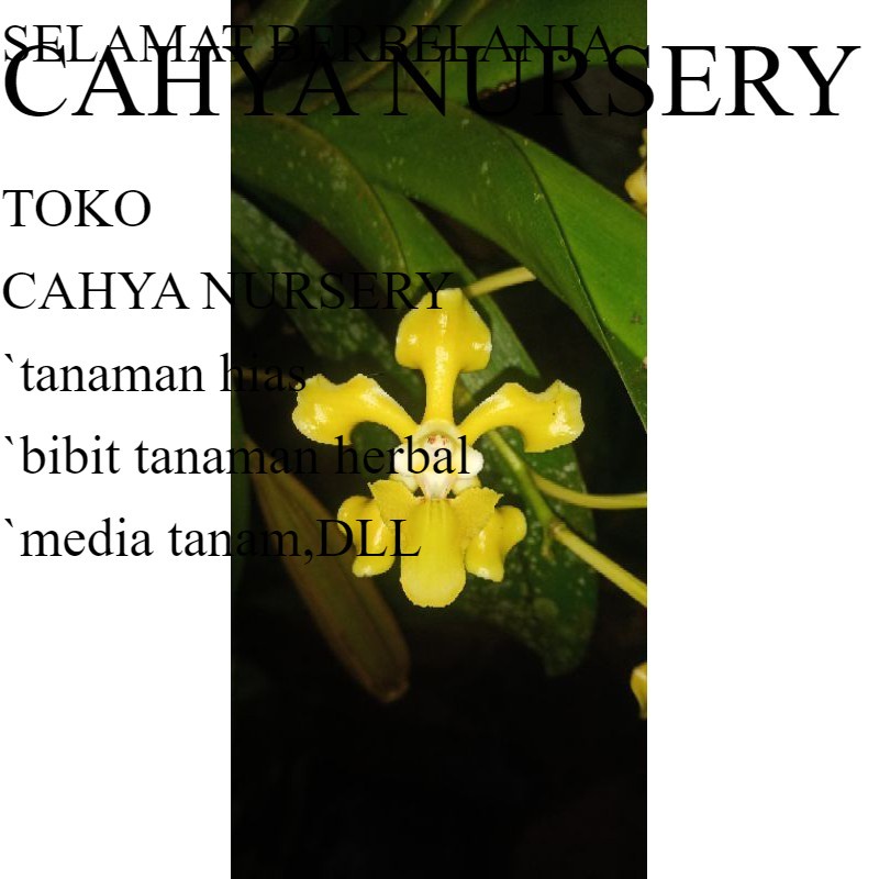 Terbaru Anggrek Vanda helvola flava spesies Harga diskon 50-55%