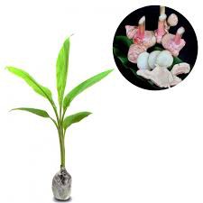 Tanaman Obat Lengkuas Merah