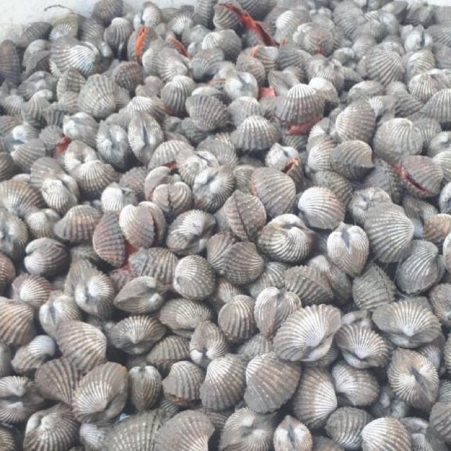 

Kerang dara / buluh
