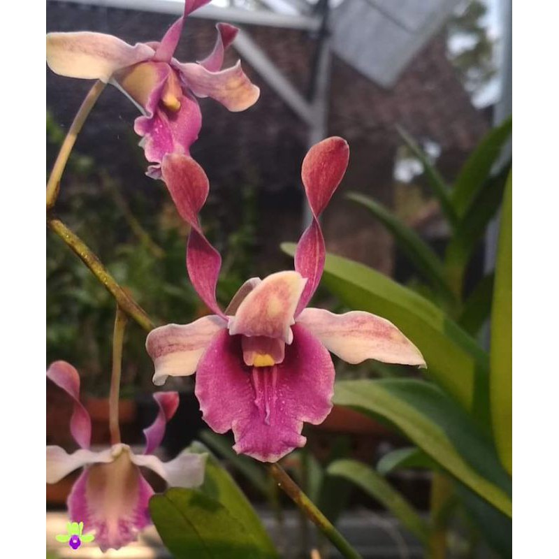 Dendrobium edfrans charming x taurinum pra dewasa