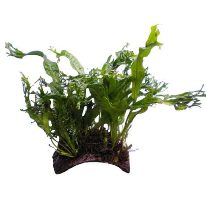 Tanaman Aquascape " Windelov Java Fern ba java fern " Ikat Pakis