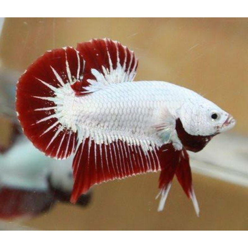 Red Dragon Plakat Hmpk Bukan Bluerim/black samurai/black mamba/FCCP/white platinum/Fancy/koi/nemo