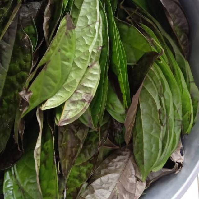 

Daun Sengkubak (di sertai karantina)