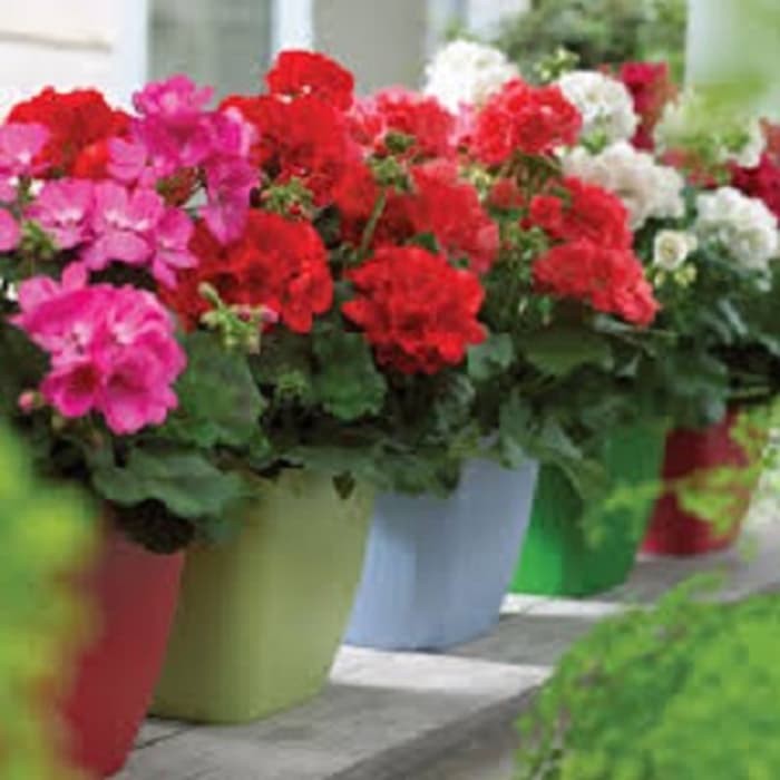 Tanaman Geranium