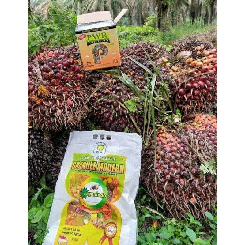 penghasil klapa sawit berkwalitas