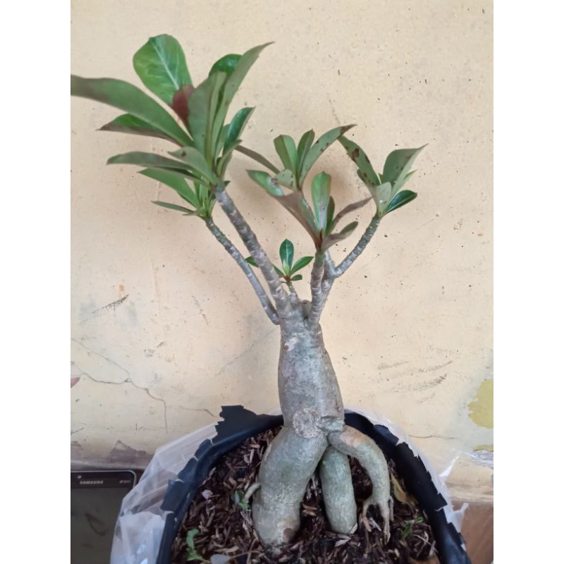 adenium arabicum