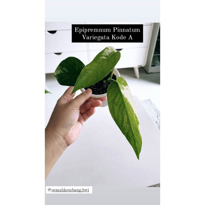 Epipremnum Pinnatum Variegata