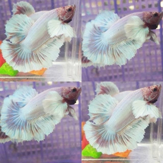 betta fish ikan cupang plakat dumbo ear termurah | shopee