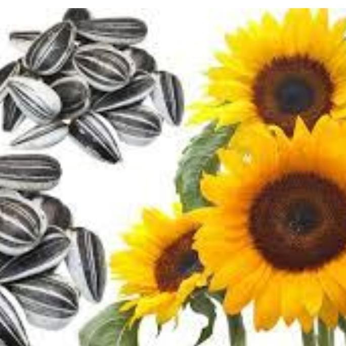 *_@ Setengah Kg Biji Kuaci Bunga Matahari Besar Ro*