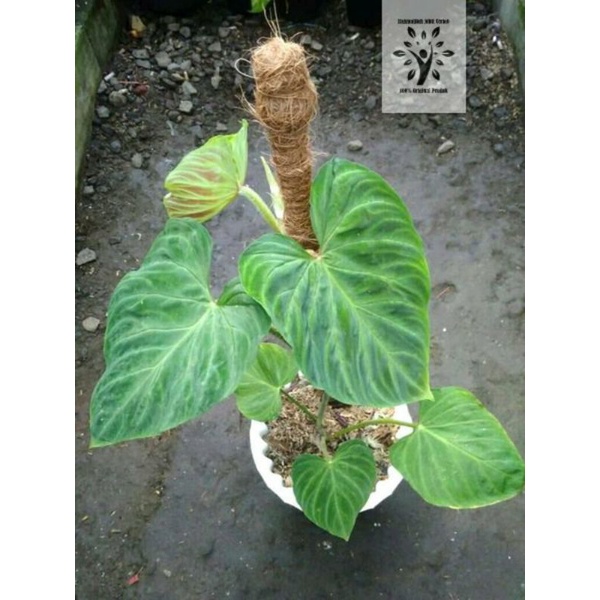 PROMO Bibit Bonggol Philodendron Verrucosum