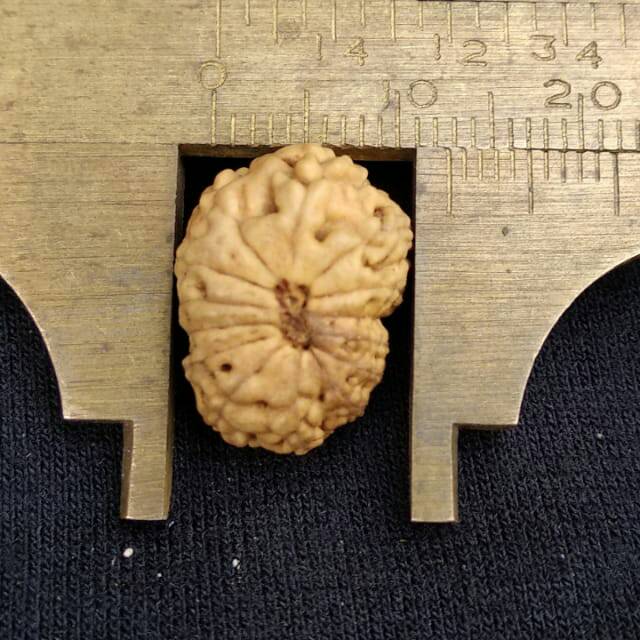 Rudraksha jenitri mukhi 14 P16mm x L12mm kode B