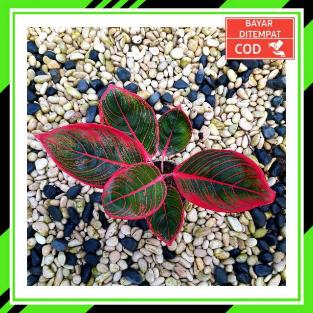 [✅COD] LIPSTIK KHANZA - (AGLONEMA REMAJA) / AGLONEMA KHANZA / AGLO KANZA / AGLO UNIK LANGKA