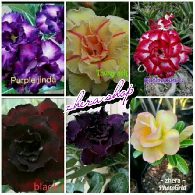 

Paket 6 btang bibit bunga adenium tumpuk