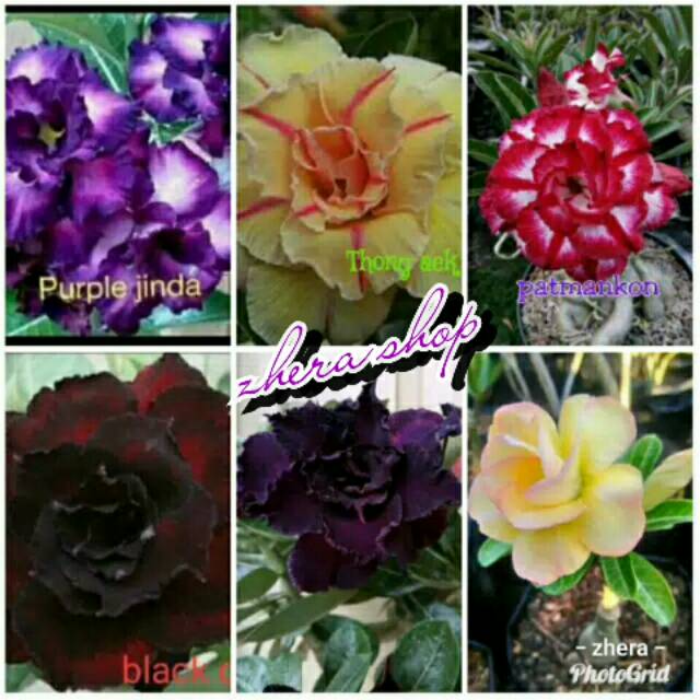 

Paket 6 btang bibit bunga adenium tumpuk