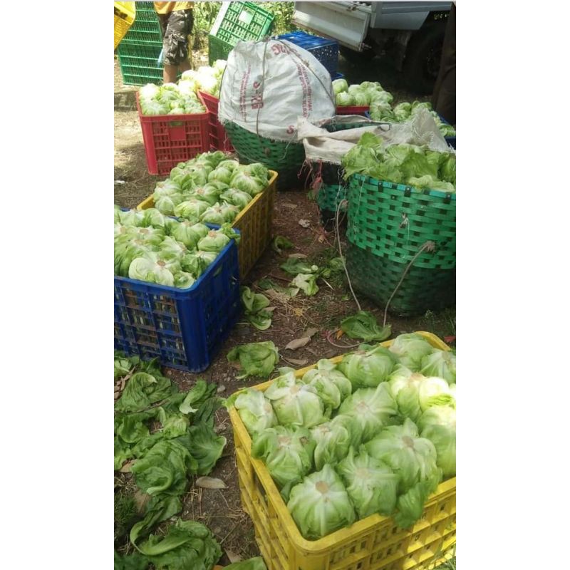 

SAYURAN LETUCE 500GRAM