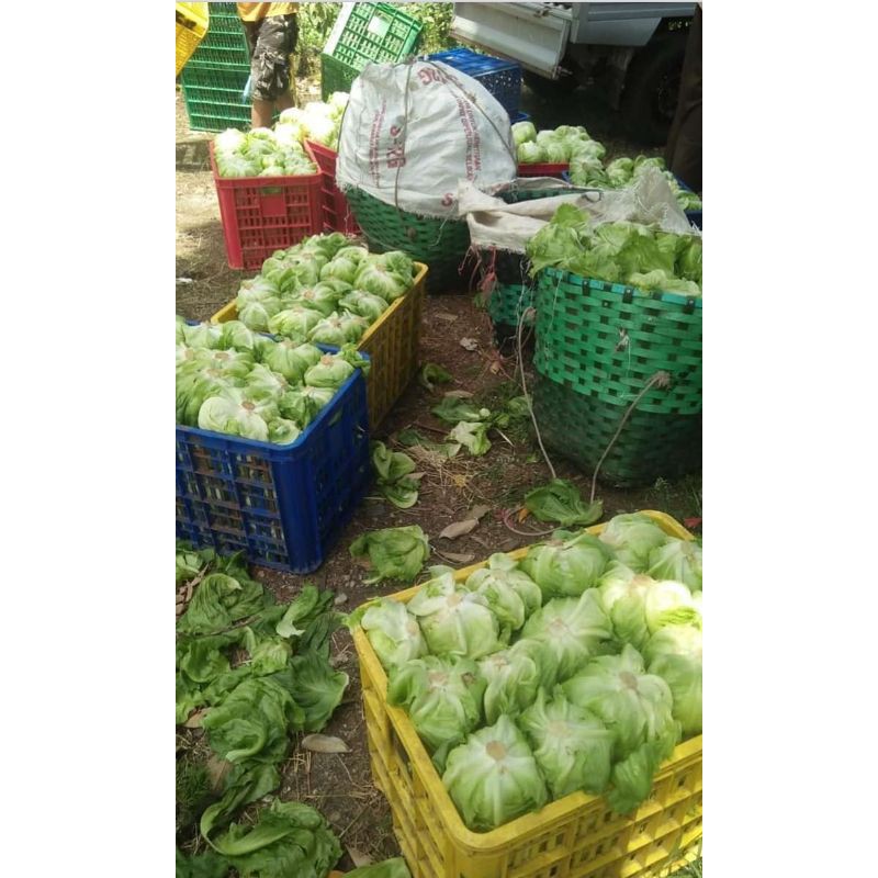 Letuce 1kg