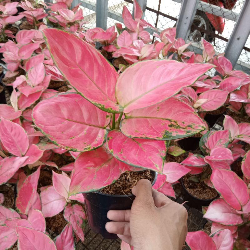 Aglonema Pink Katrina Dewasa Daun Rimbun 8-9-10 Jumbo