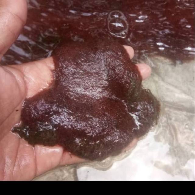 Cacing sutra hidup sehat