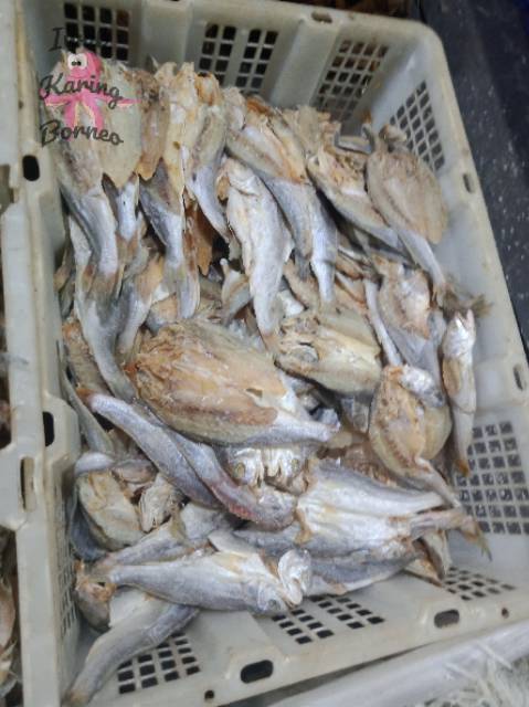 Ikan Asin Kepala Batu Kering 1 KG Ikan Asin Belama