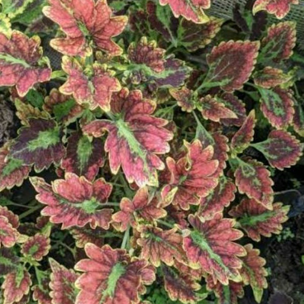 miana jawer kotok iler coleus