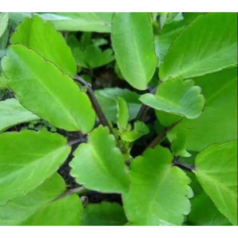 

HERBAL DAUN BUNTIRIS ATAU CICOR BEBEK SEGAR 250GRAM