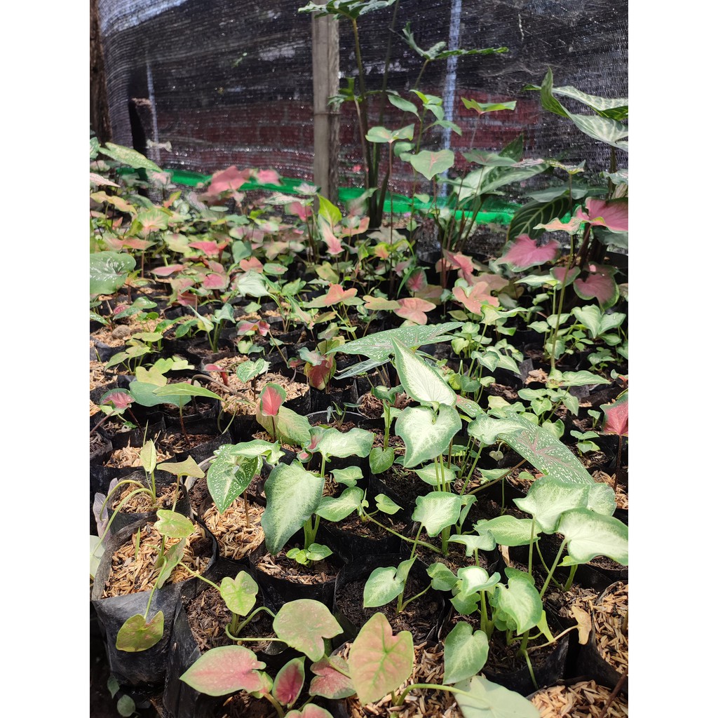 Jual Keladi Tissu Keladi Putih atau Caladium White Chistmast