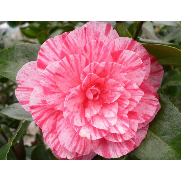 Bibit Bunga Camelia pink corak BERGARANSI