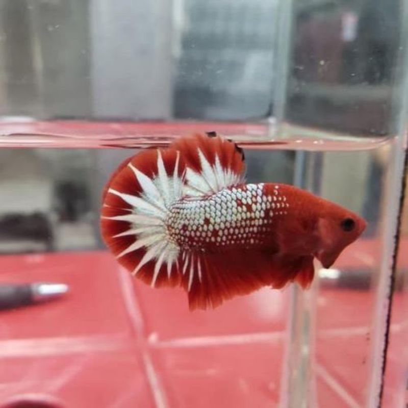 FCCP RED Head Top Startail