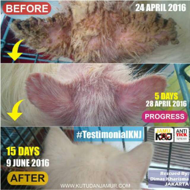 Ramuan Herbal ANTI JAMUR: Jamu KNJ Celup untuk Anjing dan Kucing (k.kecil)