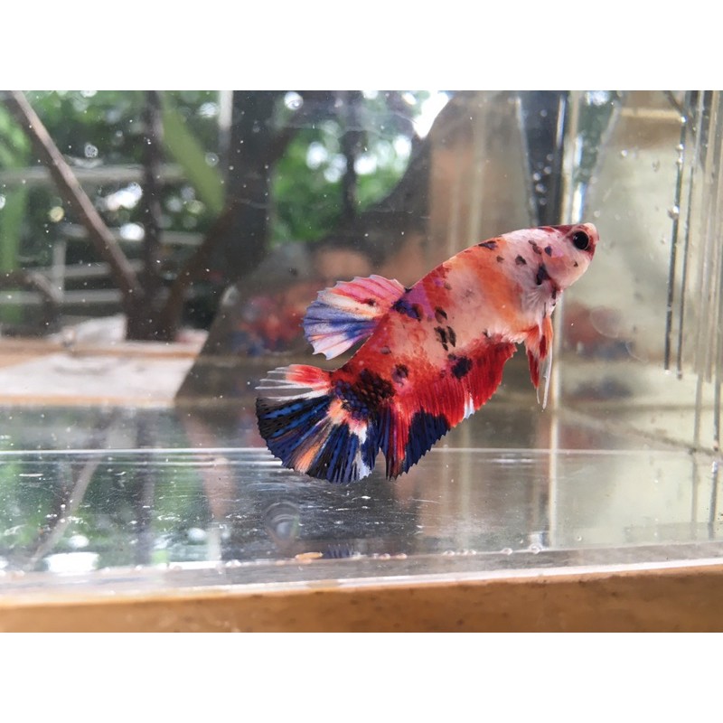 cupang female giant nemo multicolour