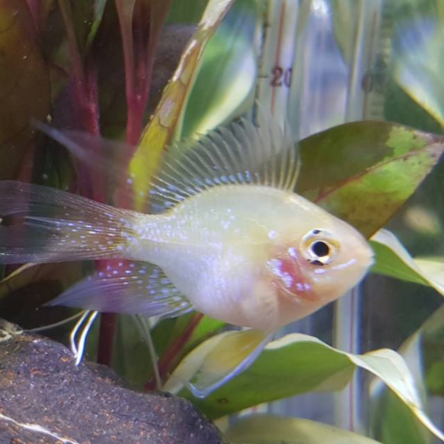 Ikan hias air tawar Ramirezi / blue elektrik golden slayer /kuning