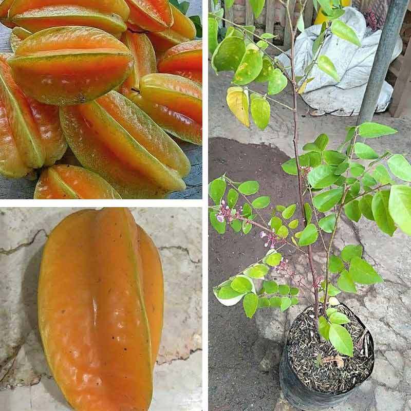 Bibit Belimbing Madu Buah Belimbing Madu Manis