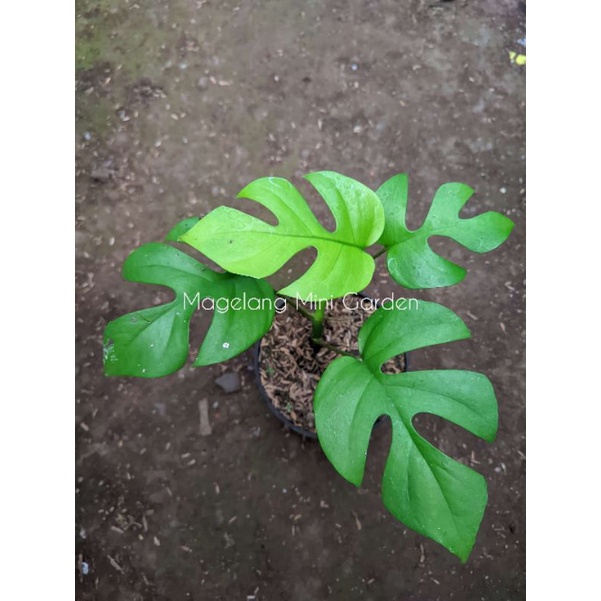 Rhaphidophora tetrasperma / ekor naga mini