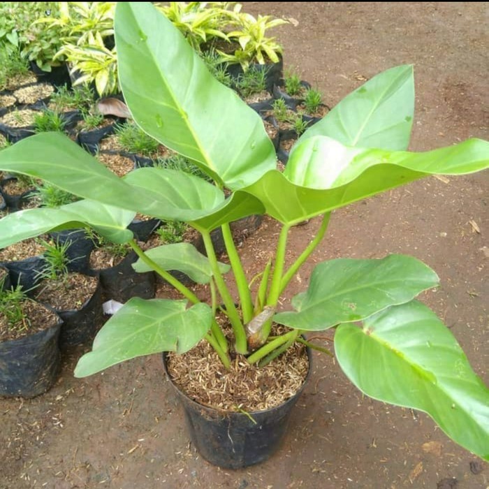 Tanaman Hias Phillo Marble - Pohon Hias Marbel 50cm