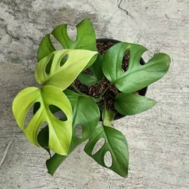 Tanaman hias monstera rhaphidopora pertusa-monstera mini-rhapidopora pertusa-monstera