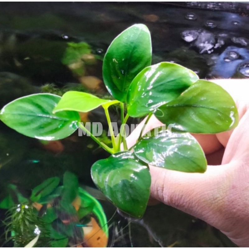 Anubias Barteri var Nana Size L