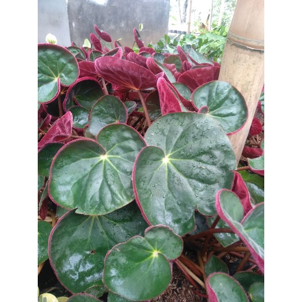 tanaman hias Begonia karpet bludru merah murah meriah