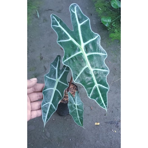 Alocasia Amazonica